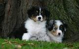 BERGER AUSTRALIEN PUPPIES 878